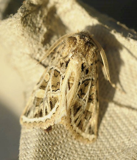 Beautiful Gothic Leucochlaena oditis