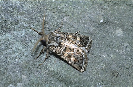 Beautiful Gothic Leucochlaena oditis