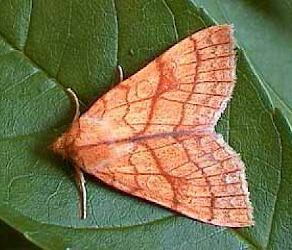 Adult &bull; Littleborough, Lancashire &bull; &copy; Ian Kimber