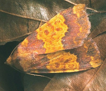 Adult &bull; Whitelye, Gwent &bull; &copy; Nick Greatorex-Davies