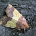 Adult • Ham Street Woods NNR, Kent • © Rob Petley-Jones