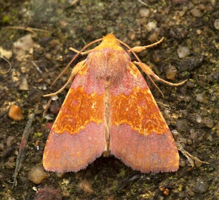 Barred Sallow Tiliacea aurago