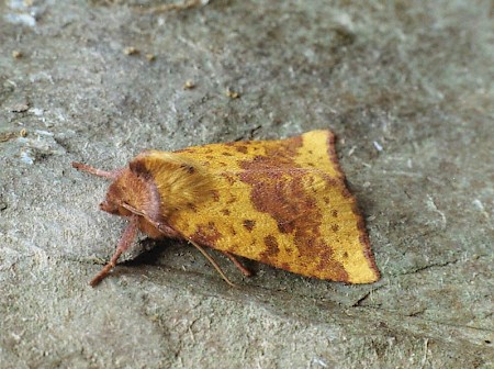 Pink-barred Sallow Xanthia togata