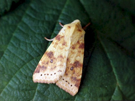 The Sallow Cirrhia icteritia