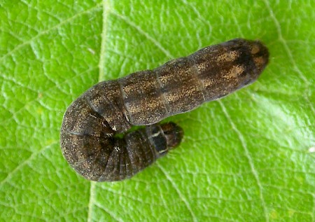 The Sallow Cirrhia icteritia