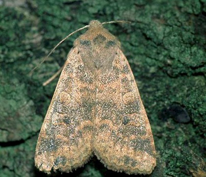 Adult &bull; &copy; Gianpiero Ferrari