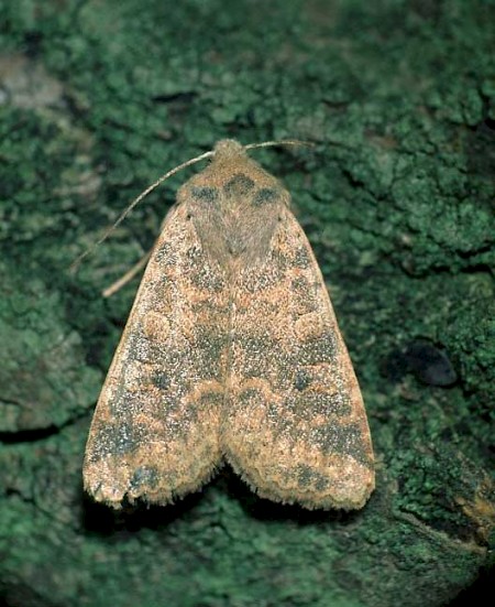 Dusky-lemon Sallow Cirrhia gilvago