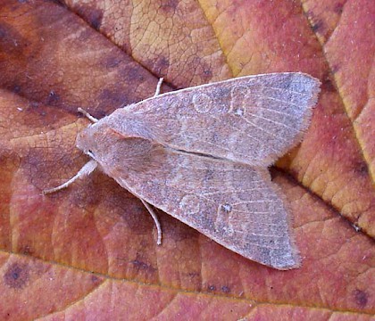 Adult &bull; &copy; Nigel Whinney