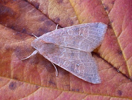 Pale-lemon Sallow Cirrhia ocellaris