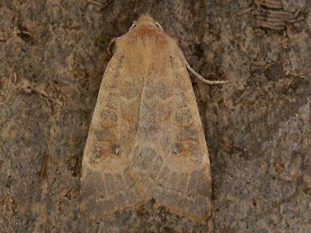 Pale-lemon Sallow Cirrhia ocellaris