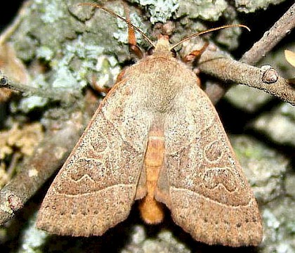 Adult &bull; Slovenia &bull; &copy; Janez Kamin