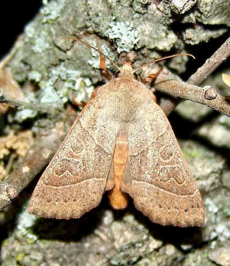 Pale Stigma Mesogona acetosellae