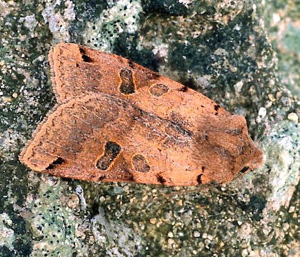 Adult &bull; &copy; Nick Greatorex-Davies