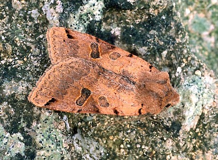 Brown-spot Pinion Agrochola litura