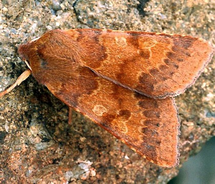 Adult &bull; &copy; Nick Greatorex-Davies