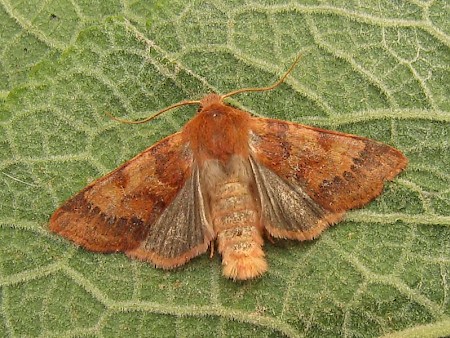 Flounced Chestnut Agrochola helvola