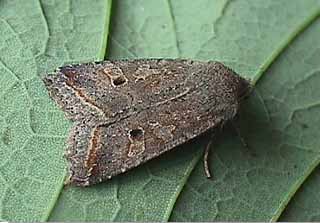 Red-line Quaker Agrochola lota