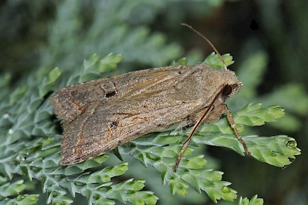 Red-line Quaker Agrochola lota