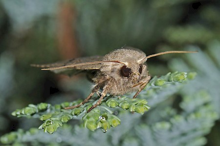 Red-line Quaker Agrochola lota