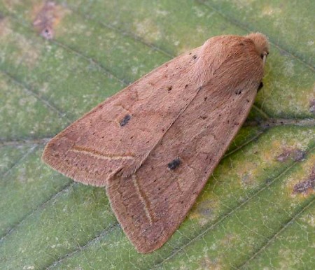 Yellow-line Quaker Agrochola macilenta