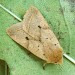 Adult • Monk's Wood NNR, Cambs. • © Nick Greatorex-Davies