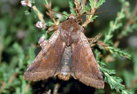 Southern Chestnut Agrochola haematidea