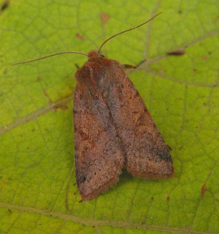 Southern Chestnut Agrochola haematidea