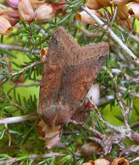 Southern Chestnut Agrochola haematidea