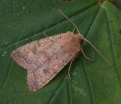 Adult &bull; Littleborough, Lancashire &bull; &copy; Ian Kimber