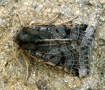 Adult &bull; Whitelye, Gwent &bull; &copy; Nick Greatorex-Davies