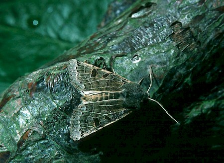 Lunar Underwing Omphaloscelis lunosa