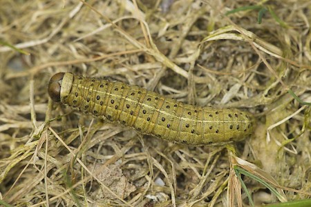 Lunar Underwing Omphaloscelis lunosa