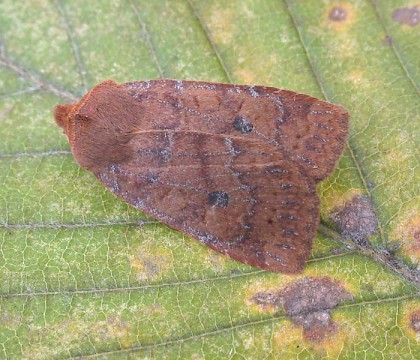 Adult &bull; North Norfolk &bull; &copy; Perry Hampson