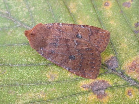 The Chestnut Conistra vaccinii