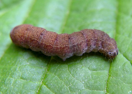 The Chestnut Conistra vaccinii