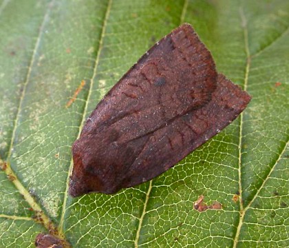 Adult &bull; North Norfolk &bull; &copy; Perry Hampson
