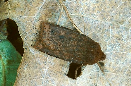 Dark Chestnut Conistra ligula