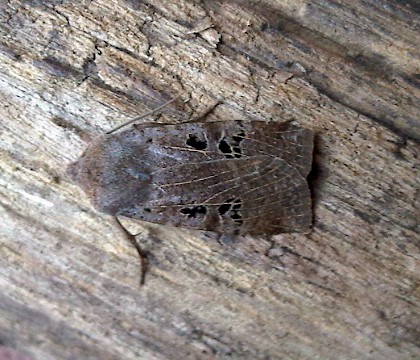 Adult &bull; Gravesend, Kent &bull; &copy; Roger Kiddie