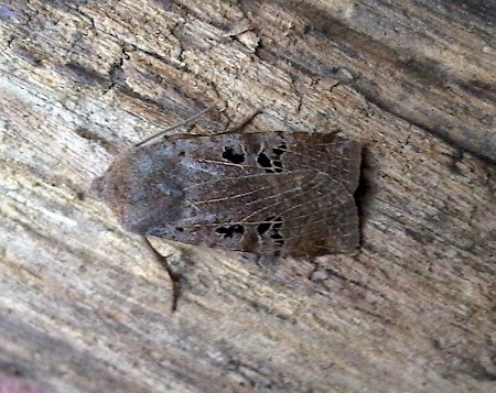 Black-spotted Chestnut Conistra rubiginosa