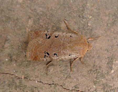 Black-spotted Chestnut Conistra rubiginosa