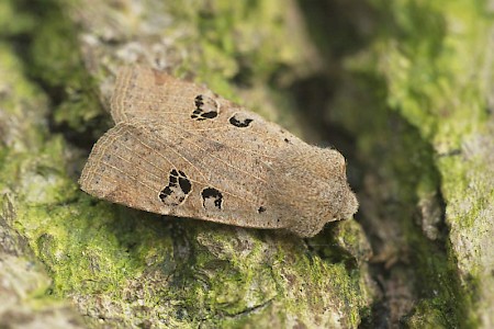 Black-spotted Chestnut Conistra rubiginosa