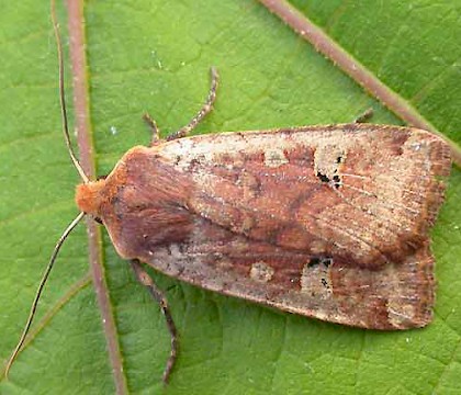 Adult &bull; &copy; Tony Morris