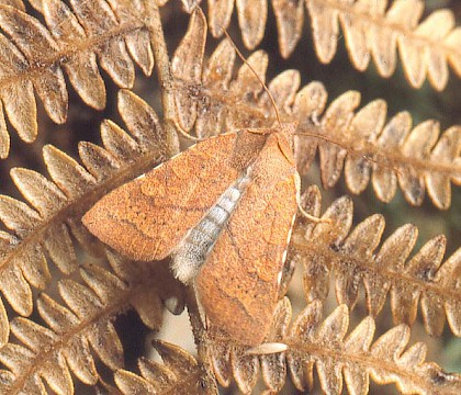 Adult &bull; Cornwall &bull; &copy; Adrian Spalding