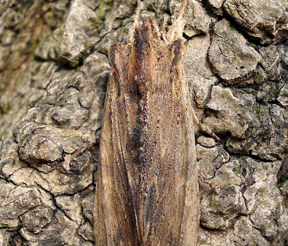 Adult &bull; Penketh, Warrington, Cheshire &bull; &copy; Jeff Clarke