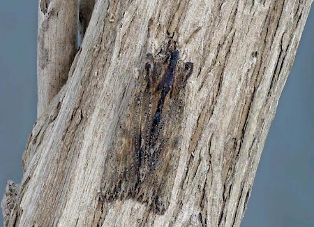 Tawny Pinion Lithophane semibrunnea