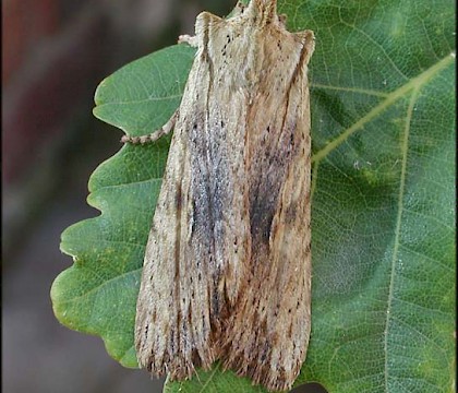 Adult &bull; Ripon, N. Yorks. &bull; &copy; Charles Fletcher