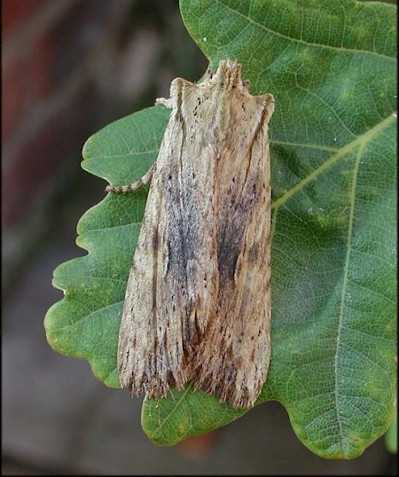 Pale Pinion Lithophane socia