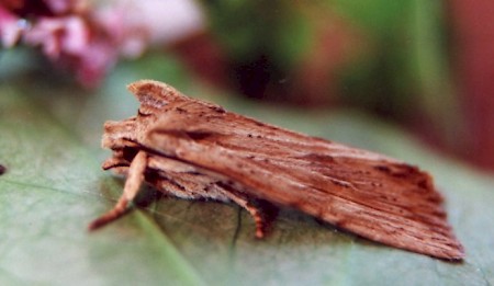 Pale Pinion Lithophane socia