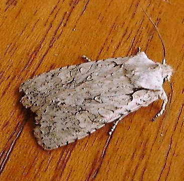 Grey Shoulder-knot Lithophane ornitopus