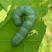 Larva • Reared from female, Kent • © Philip Jewess